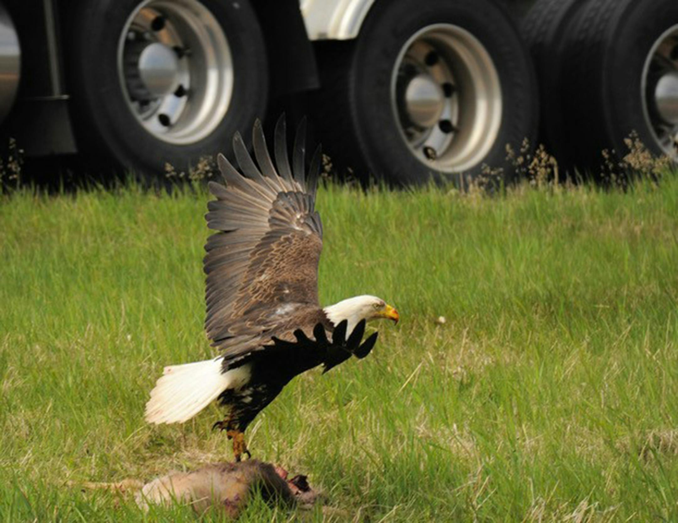 Bald eagle closes in for a roadside castoff. Edges of nature offer opportunity and danger for wildlife.