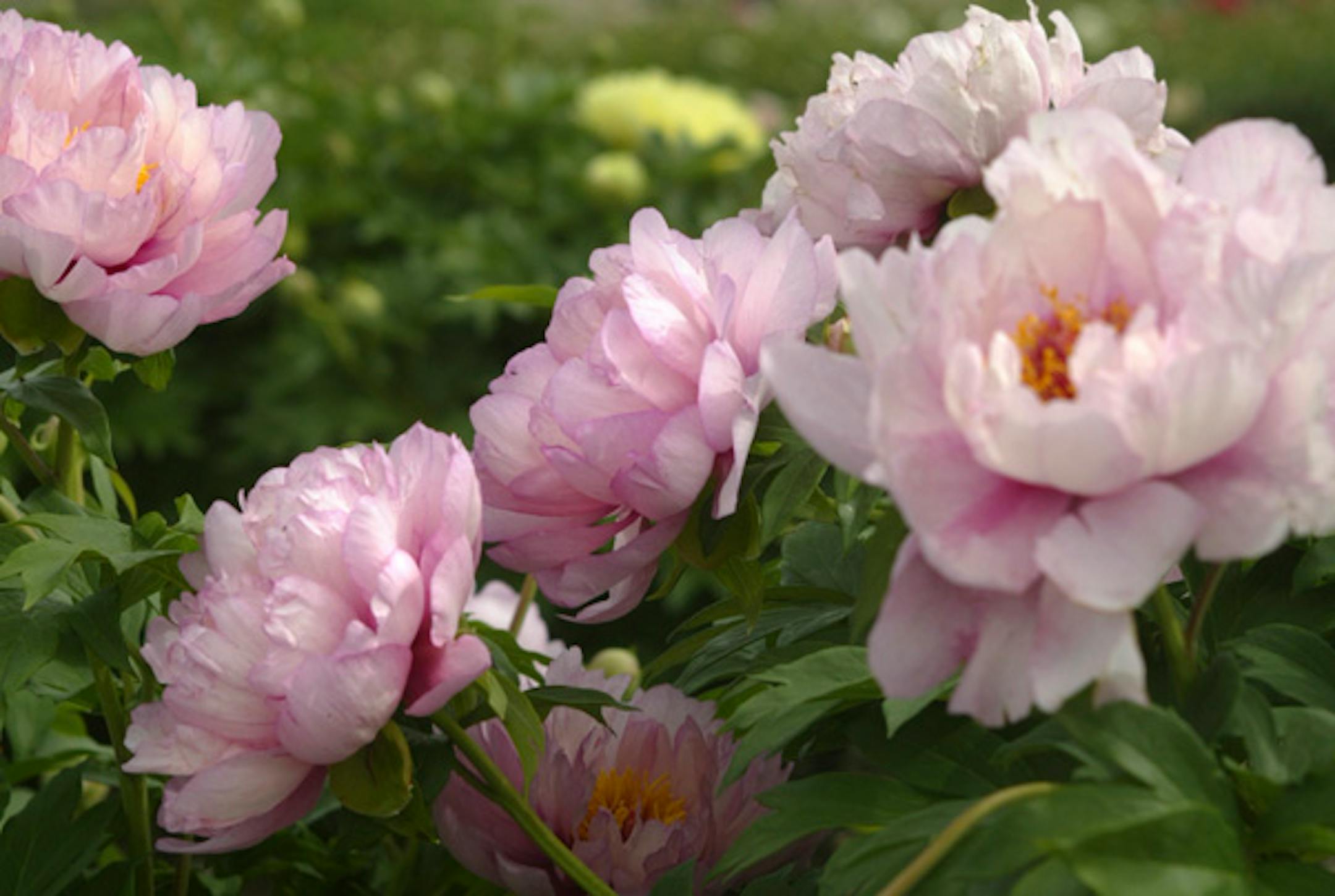 Joel koyama/Star Tribune Super Peonies:  Keith and Becky Swenson of Swenson Gardens grows up-and-coming peony hybrids called intersectionals. Several varieties of several different colors.  This peony is called Hillary.