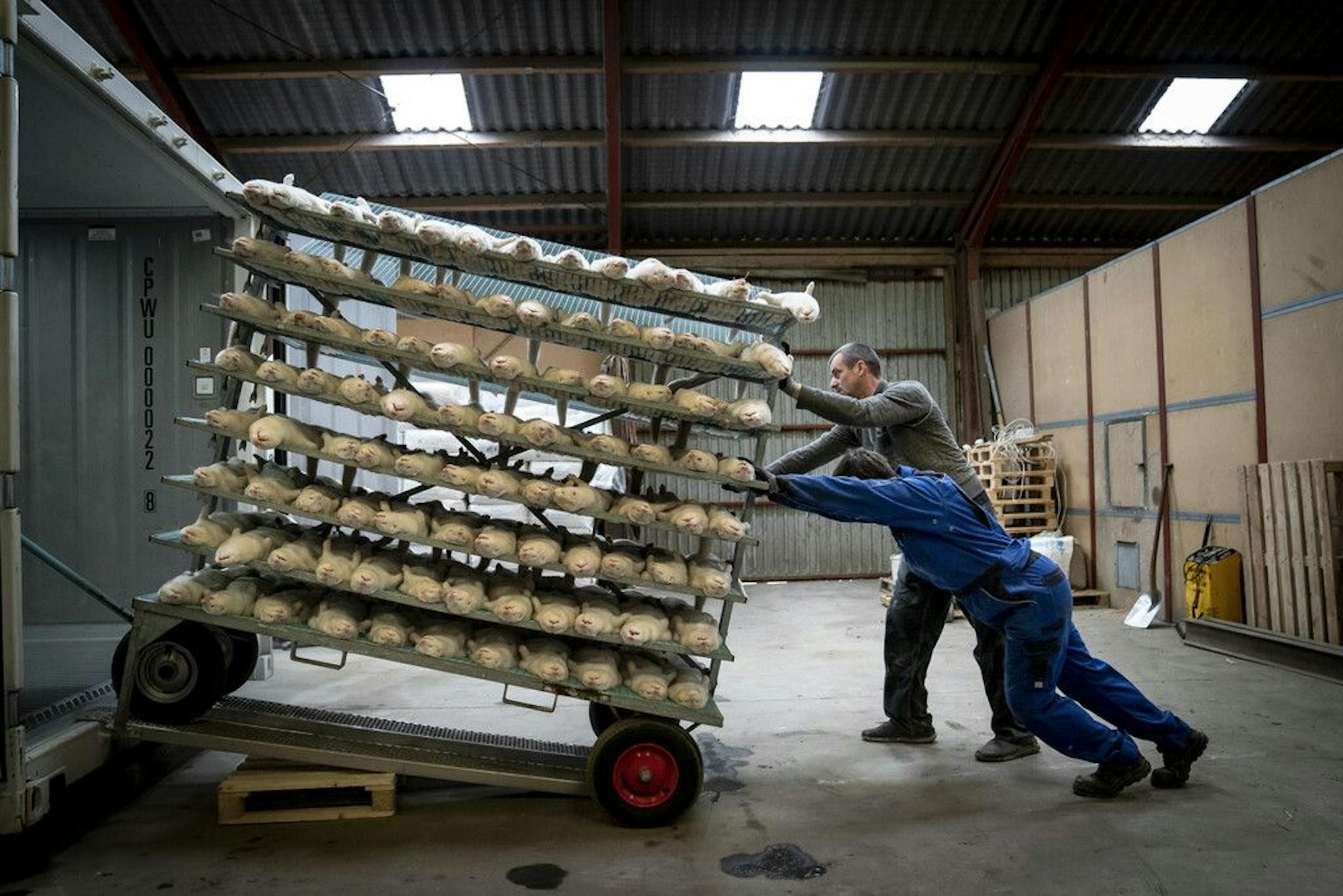FILE - In this Friday Nov. 6, 2020 file photo, Henrik Nordgaard Hansen and Ann-Mona Kulsoe Larsen kill their herd, which consists of 3000 mother minks and their cubs, on their farm near Naestved, Denmark. The European Centre for Disease Prevention and Control has on Thursday, Nov. 12 issued new guidance to curb the spread of the coronavirus between minks and humans, warning that the transmission of COVID-19 among animals could speed up the number of mutations in the virus before it potentially j