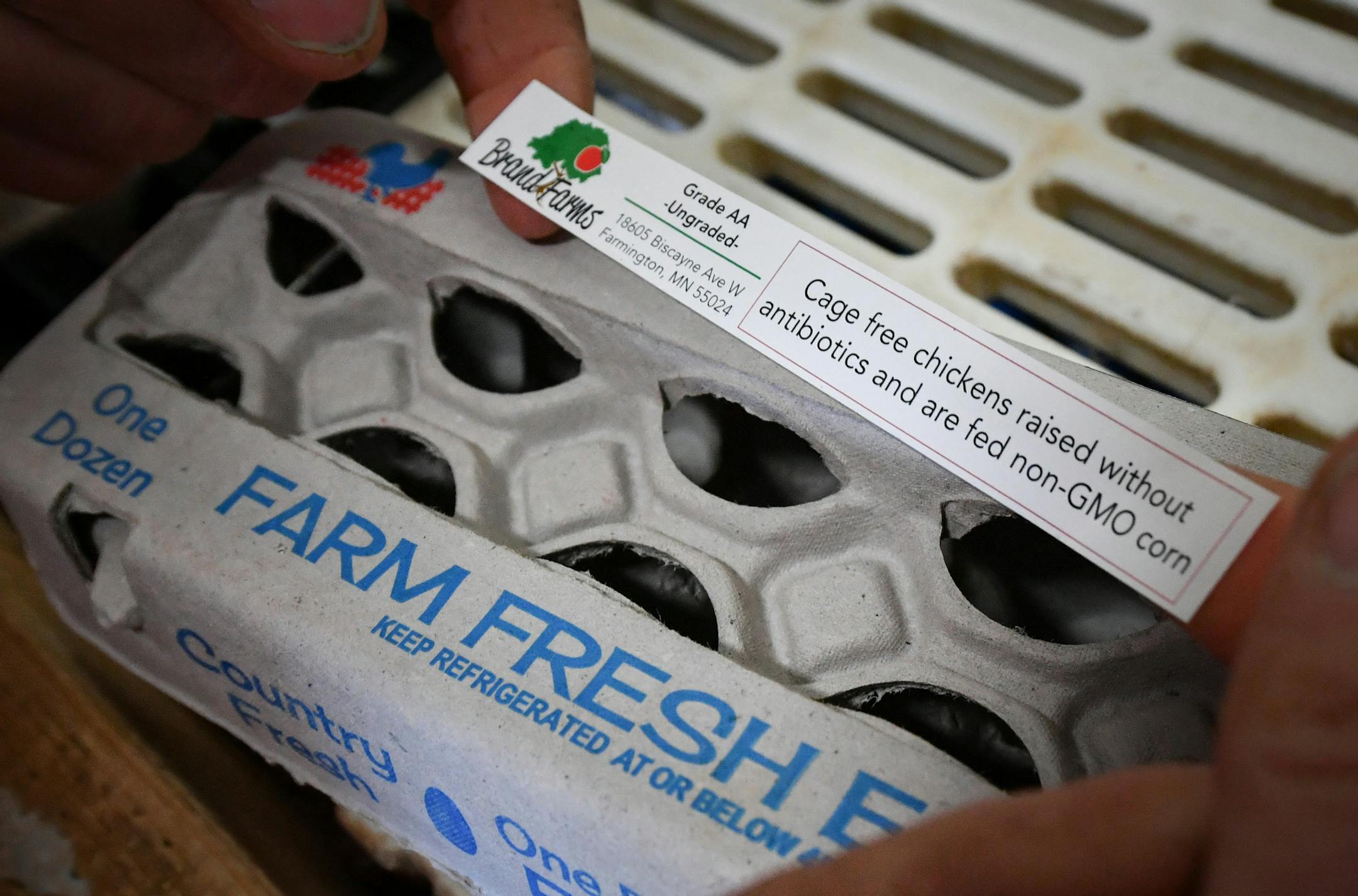 Aaron Brand's free range hen house. His 2500 hens will produce around 200 dozen eggs per day. ] GLEN STUBBE ï glen.stubbe@startribune.com Tuesday, March 21, 2017 A new, state-of-the art automated hen house is paying dividends for Aaron Brand, a young Empire Township farmer who specializes in eggs and apples. The barn has resulted in much healthier chickens and more efficient operations, allowing Brand to score contracts to provide eggs to two Hy-Vee locations. The first new flock of hens ha