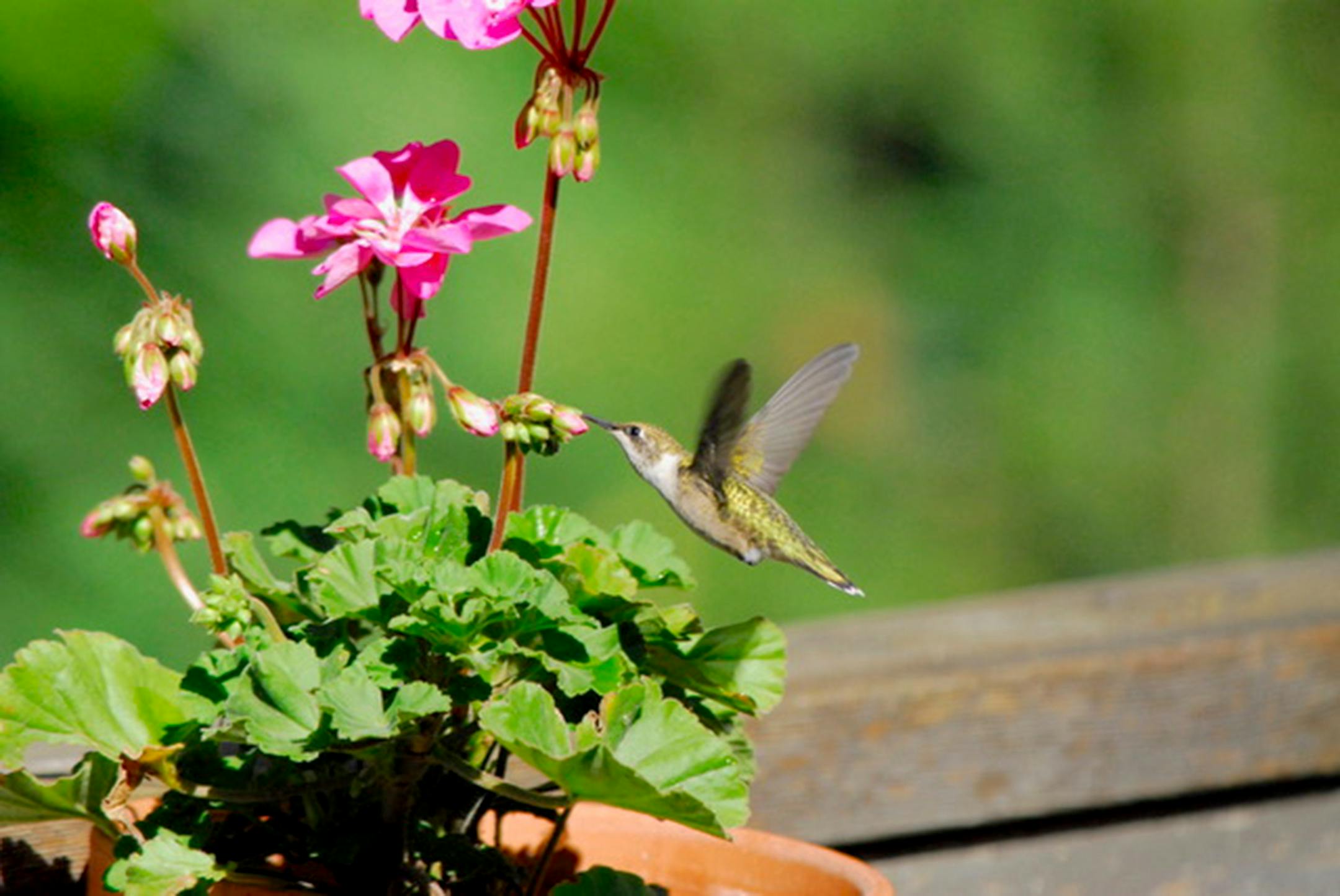 Ruby-throated hummingbird visits a flower. Jim Williams photo