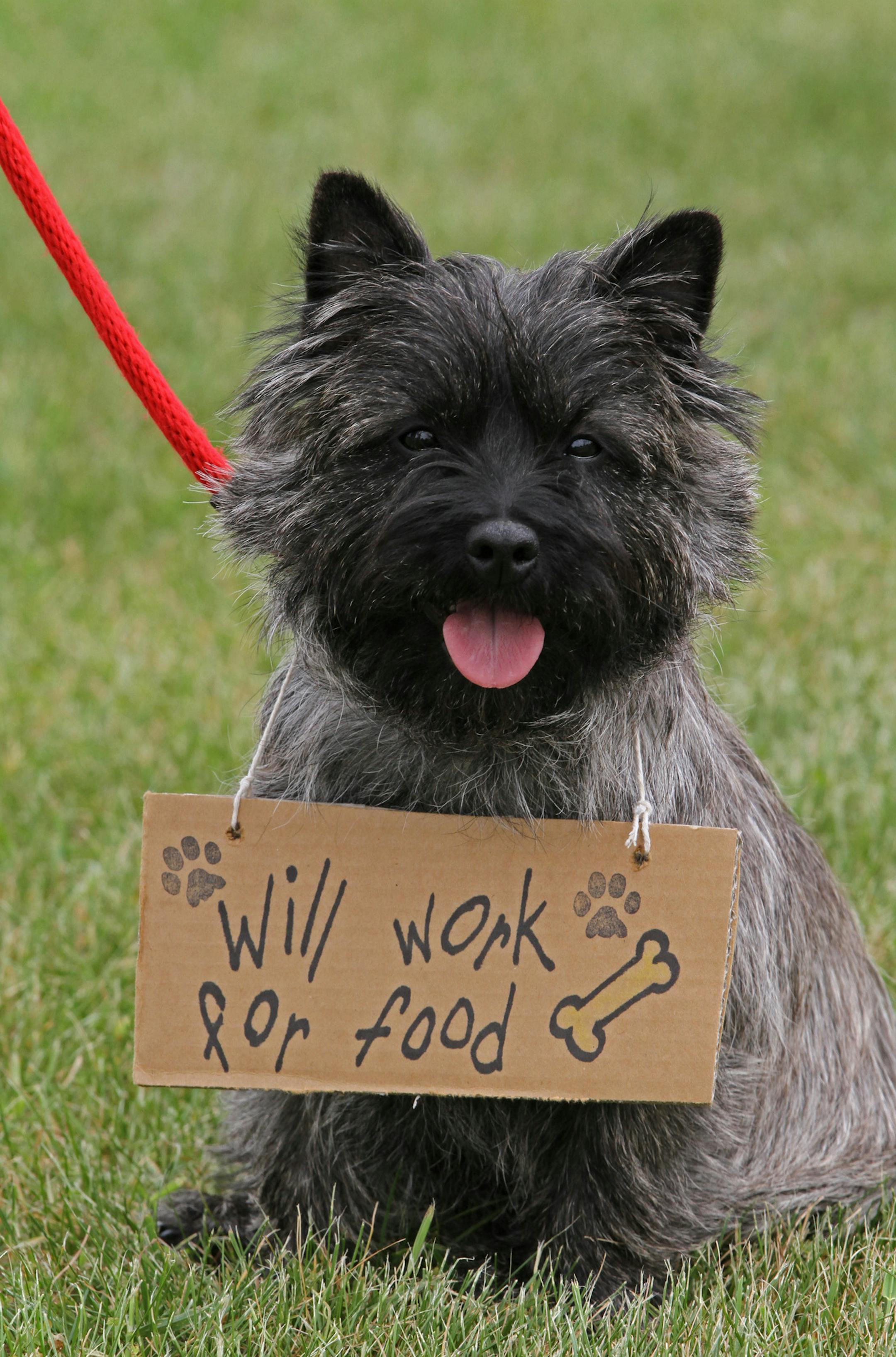 One of the dogs from the Greater Twin Cities Su-Mac Carin Terrier Club carried a sign as it paraded at the Minnesota Scottish Fair held 5/19/12 at the Dakota County Fairgrounds. The one day festival featured everything Scottish including bag pipe bands from the Twin Cities and Duluth, dancing competitions and food and drink.] Bruce Bisping/Star Tribune bbisping@startribune.com