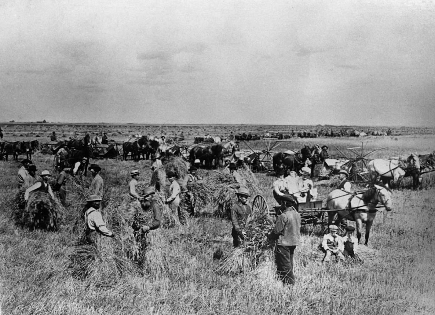 Large-scale farming on tracts of 1,000 acres or more began as early as the 1870s. Here, harvesting on the James J. Hill farm at Northcote in about 1890.