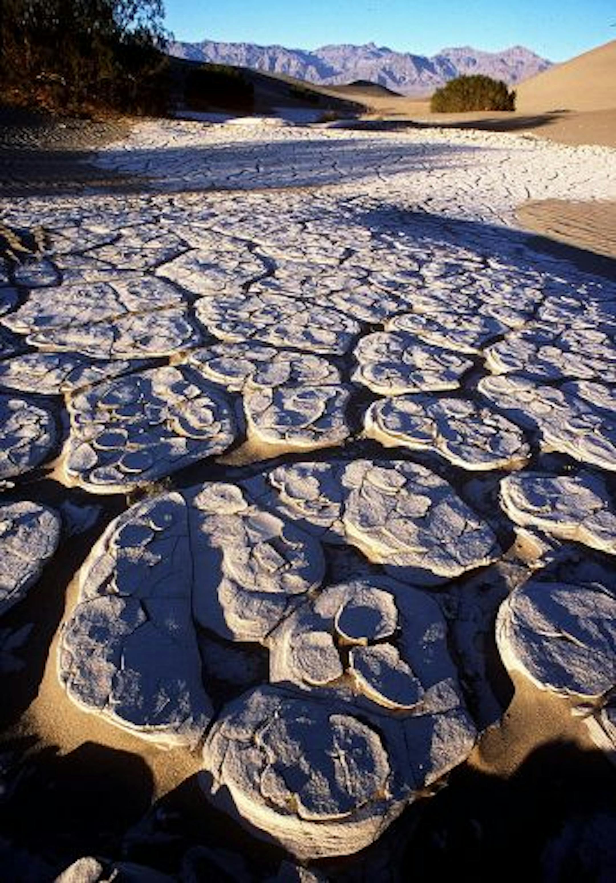 KRT CALIFORNIA STORY SLUGGED: DESERT KRT PHOTOGRAPH BY BRUCE CHAMBERS/ORANGE COUNTY REGISTER (August 10) Cracked mud, atop sand, creates unusual formations in the sand dunes near Stove Pipe Wells Village, in Death Valley. (OC) PL KD 2000 (Vert) (lde) -- NO MAGS, NO SALES --