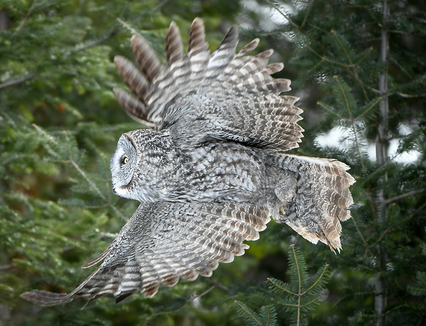 A great grey owl hunted for food Feb. 16, 2018, in the Sax-Zim Bog.