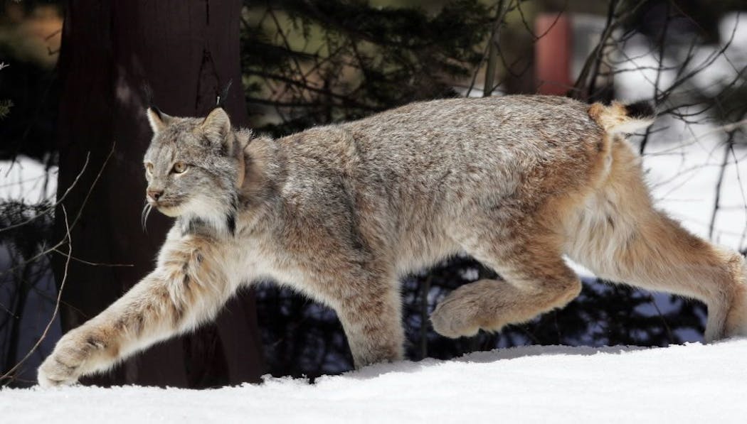 The U.S. Fish and Wildlife Service released its recovery plan for the Canada lynx.