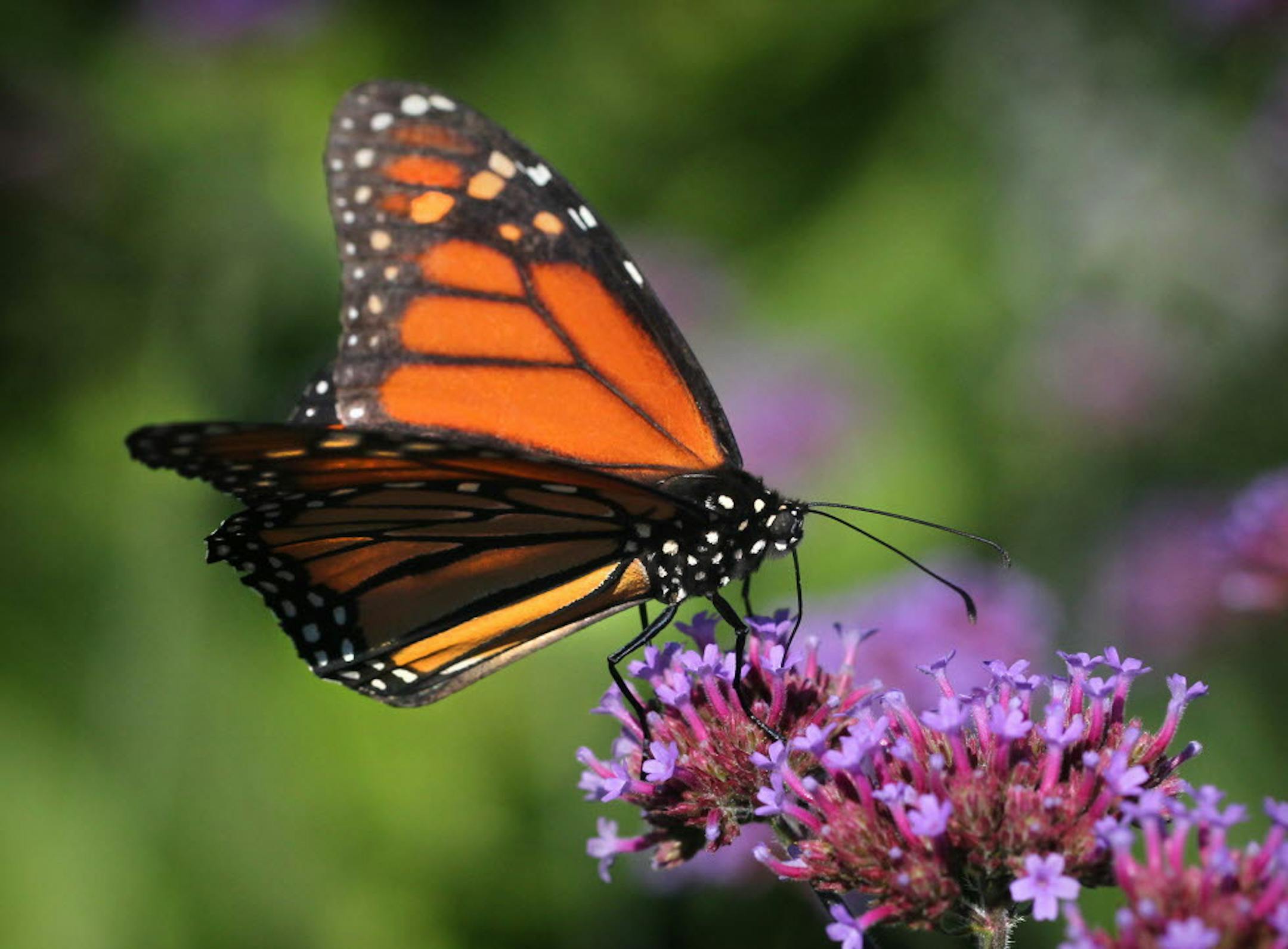 A monarch feeds on a flower.