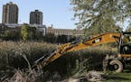 Workers from Applied Ecological Services were cutting down non-native, invasive cattails in Loring Park Wednesday, Oct. 8, 2014, in Minneapolis, MN.](