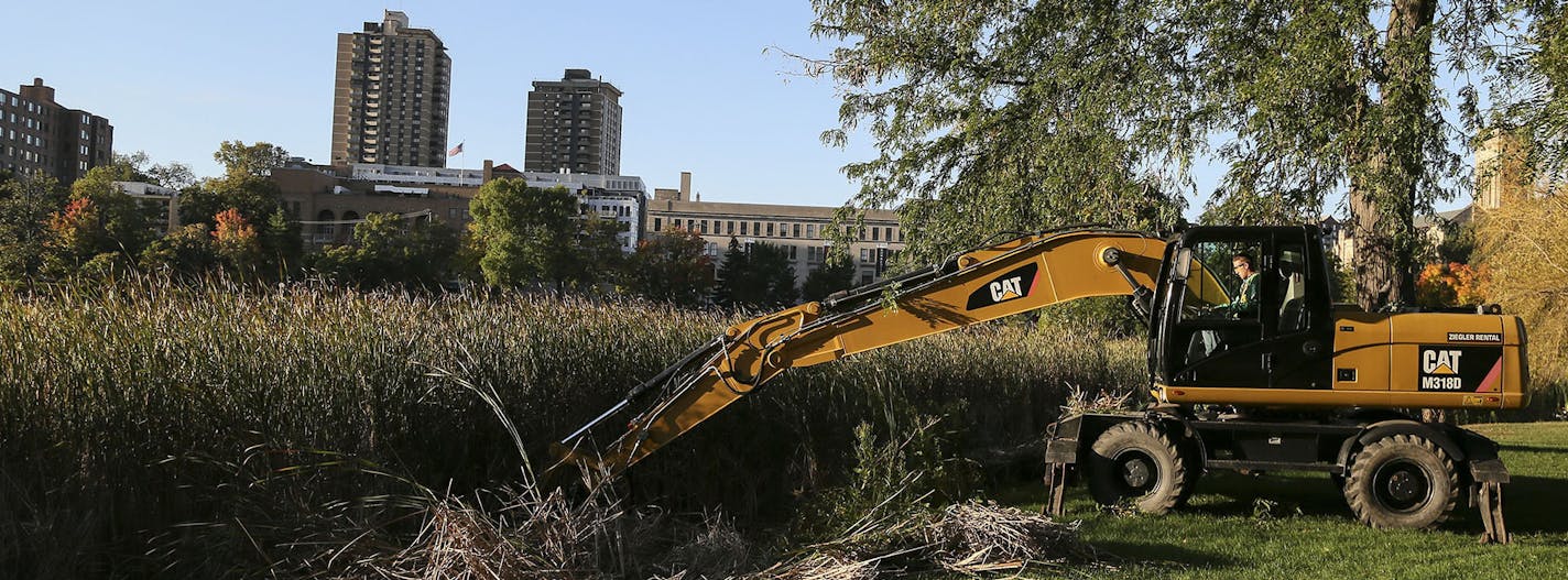 Workers from Applied Ecological Services were cutting down non-native, invasive cattails in Loring Park Wednesday, Oct. 8, 2014, in Minneapolis, MN.](DAVID JOLES/STARTRIBUNE)djoles@startribune.com The execution begins Tuesday for the cattails that ring Loring Pond. They're considered noxious by some park residents because they're rapidly filing the ponds in one of the city's oldest parks, blocking the view of the water. ORG XMIT: MIN1410081005312654 ORG XMIT: MIN1410101329596857