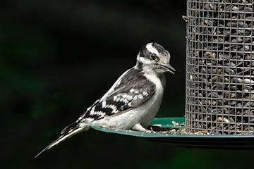 The Raptor Center at the University of Minnesota has given the OK for people to reinstall their bird feeders.