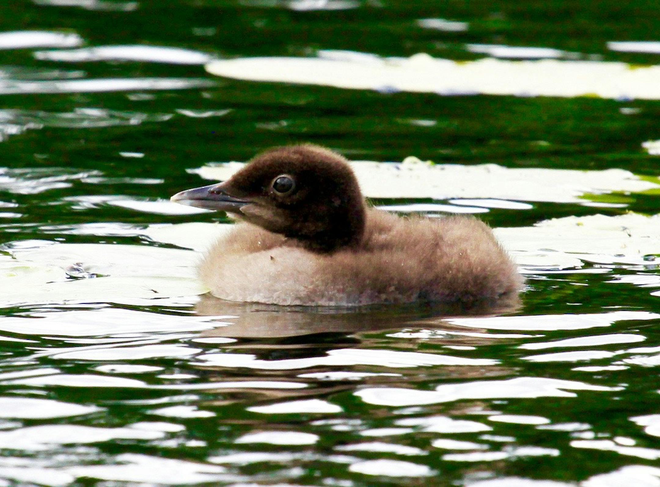 credit: Laura Erickson, special to the Star Tribune (one time use) Who would harm this fuzzy little loon chick? Bald eagles often are on the lookout for unprotected youngsters.