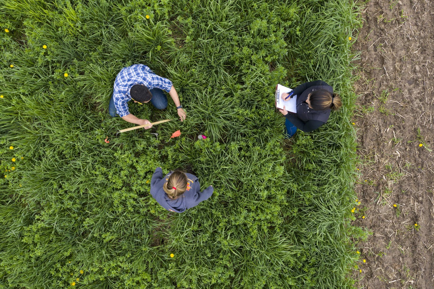 U of M Research professor Jacob Jungers (CQ) checks the growth of Kernza grass with Bianka Fvzaro (Research Scholar from Brazin,right) and Student Dayana Carvalho at a field at the U's St. Paul campus. ) As nitrates from intensive row cropping pollute the drinking water of more and more Minnesota towns, scientists at the U and a bipartisan handful of state lawmakers have a plan. They'd like to pay farmers to plant better crops on the land surrounding the wells -- 118,000 acres in total. brian.pe