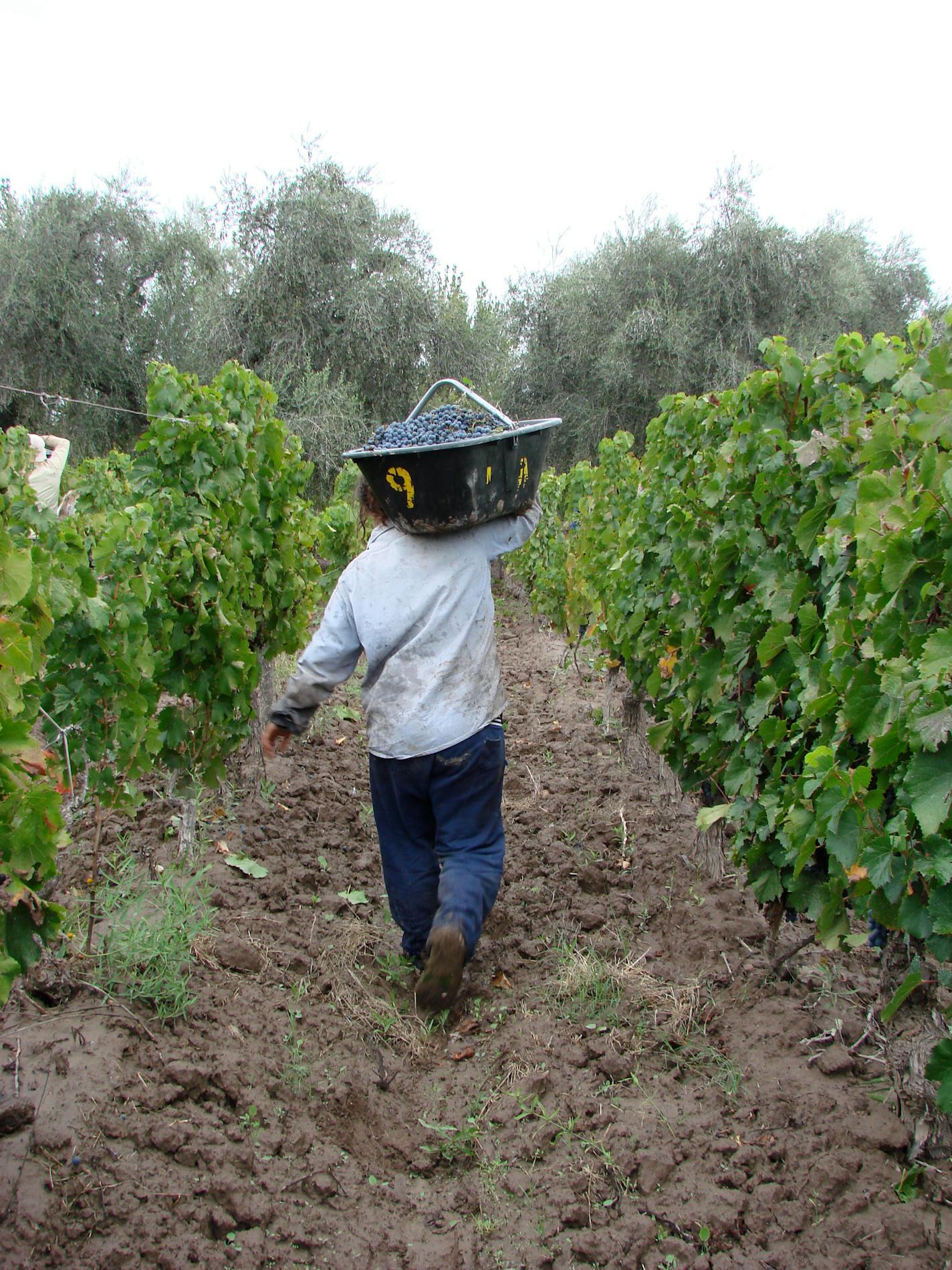 Third World grape growers and laborers benefit from the pratices of Etica, a Fair Trade wine importer and distributor based in the Twin Cities.