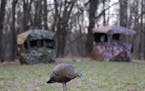 Dennis Anderson and John Weyrauch hunted turkeys alone, together, in separate blinds last week. Anderson's plan was to call in a big tom for his frien