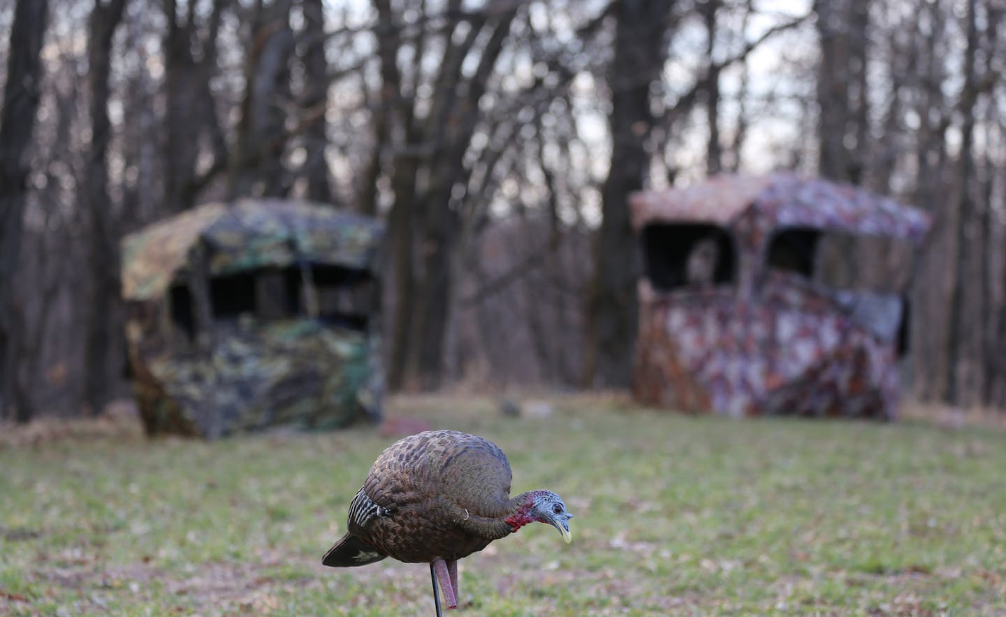 Dennis Anderson and John Weyrauch hunted turkeys alone, together, in separate blinds last week. Anderson's plan was to call in a big tom for his friend. That morning, the turkeys won. But not so the next morning.