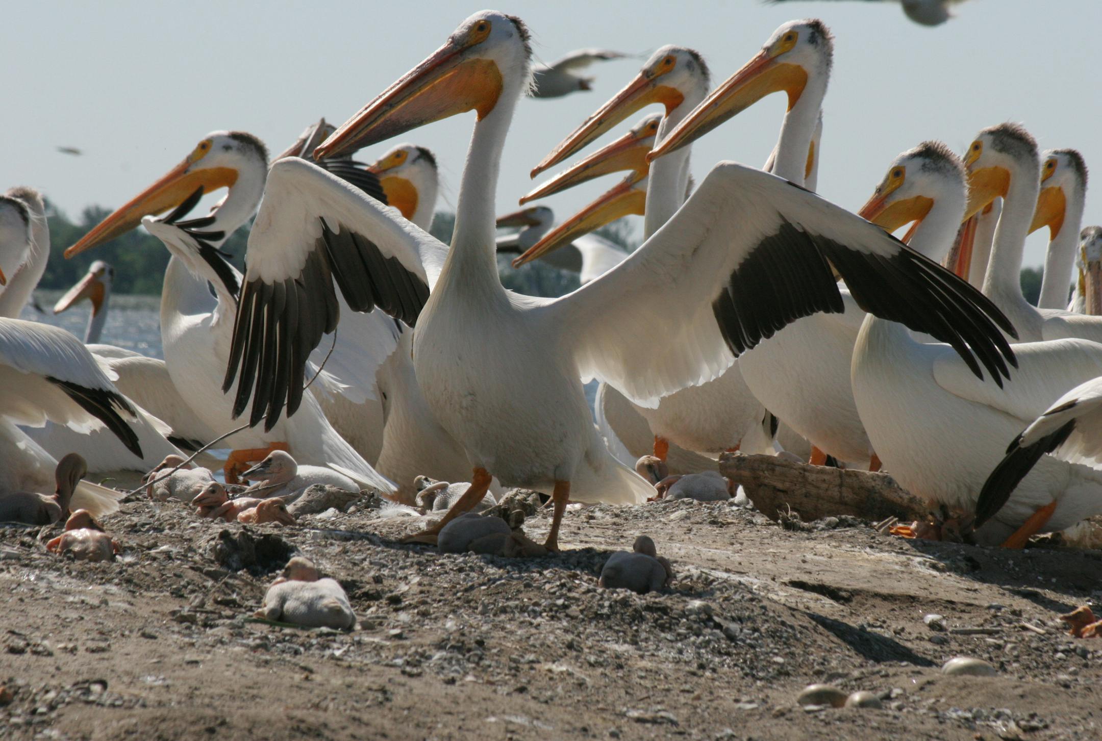 Photo by Carrol Henderson. American white pelicans.