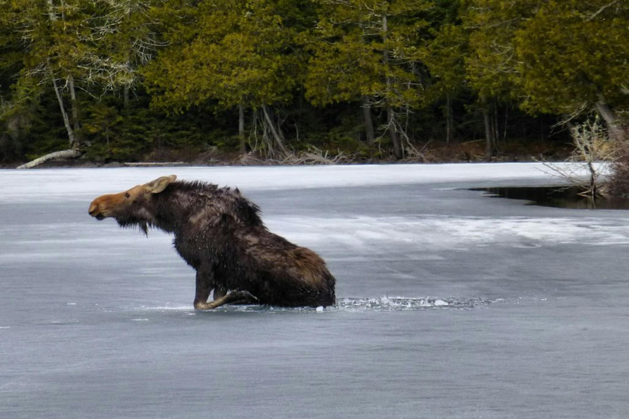 A young female moose was crossing Hungry Jack Lake, located midway up the Gunflint Trail about 20 minutes from Grand Marais, Minn. when she suddenly fell through the ice on April 10, 2017. Jim Morrison, fire chief of the Gunflint Trail Volunteer Fire Department, Bob McCloughan of Bearskin Lodge, and Dave Seaton of Hungry Jack Outfitters helped successfully rescue the moose.