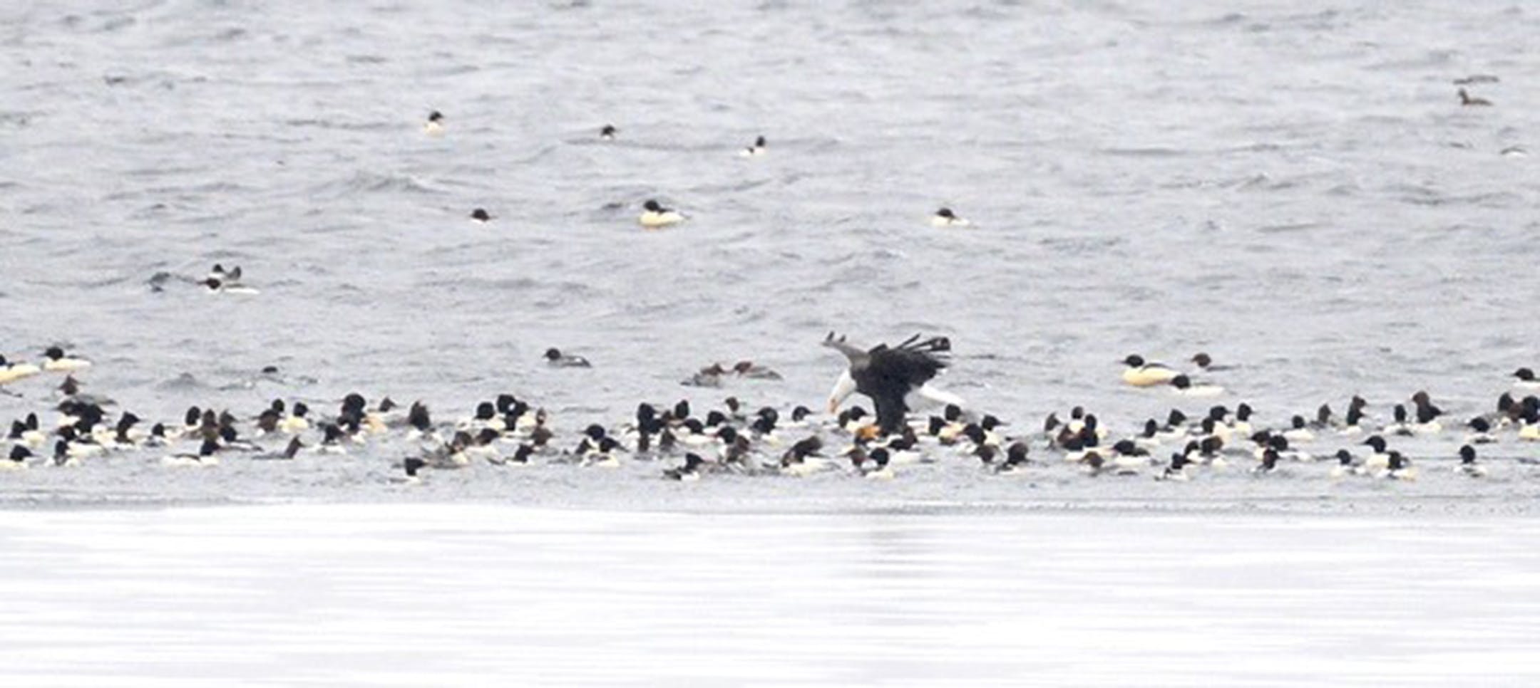 Bald eagle is hunting over common mergansers in pre-migration flock on Lake Minnetonka. Jim Williams photo