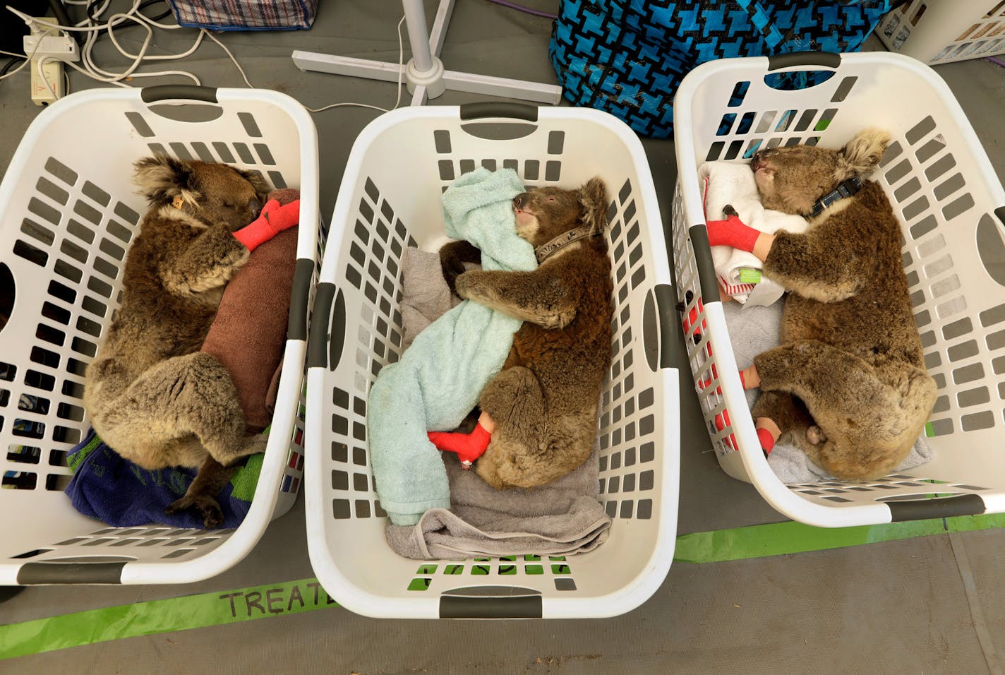 Three koalas with wounded legs in an improvised hospital in Kangaroo Island Wildlife Park in Australia.