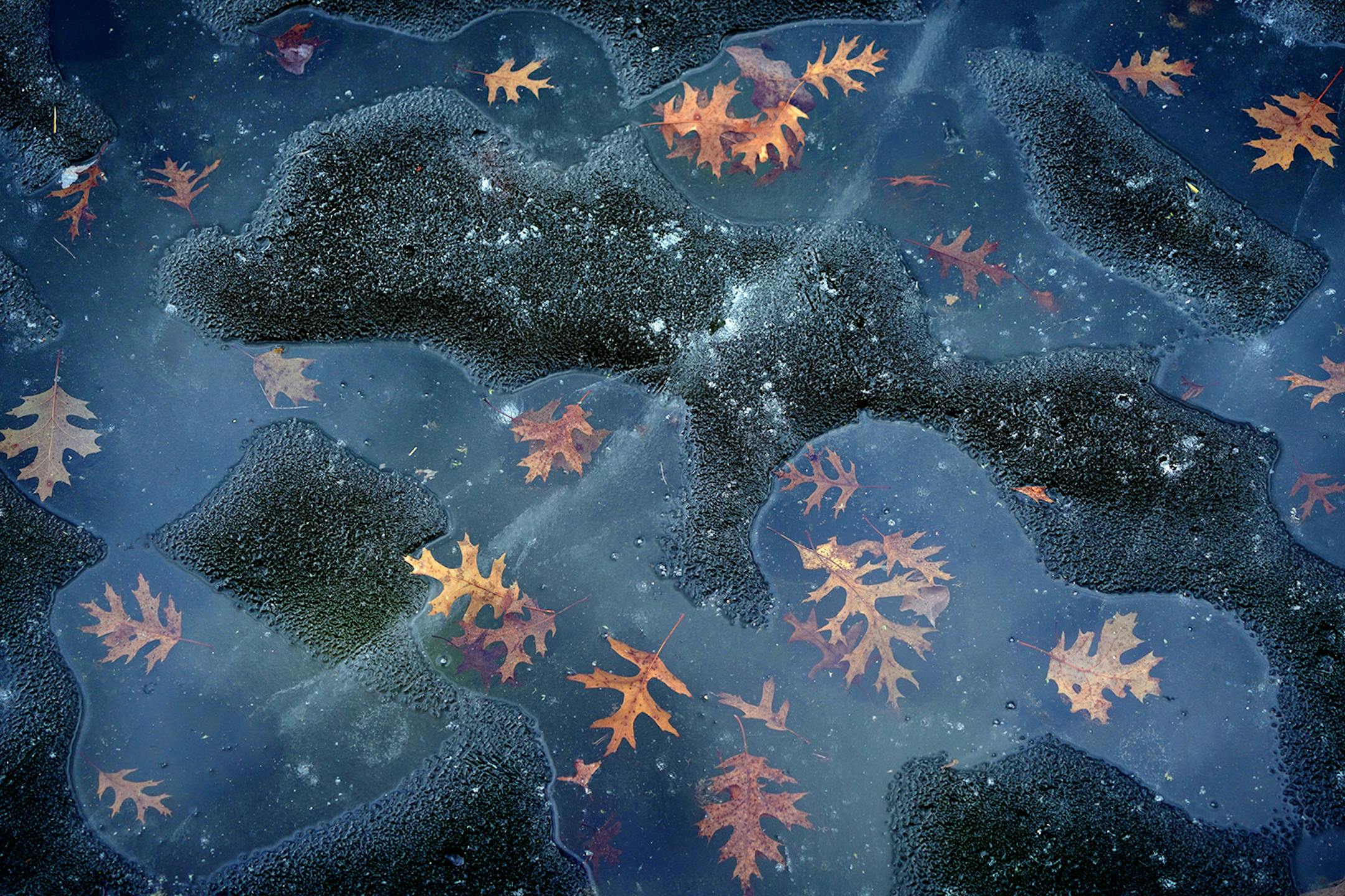 On the surface of Schulze Lake in Eagan, oak leaves that littered the lake after ice-up.