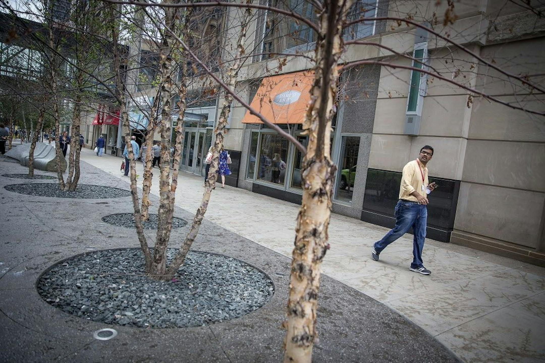 Pedestrians made their way along Nicollet Mall where the trees on the newly redesigned area are dying en masse, Wednesday, June 6, 2018 in Minneapolis, MN. The city may have to replant them because they're dying so quickly.