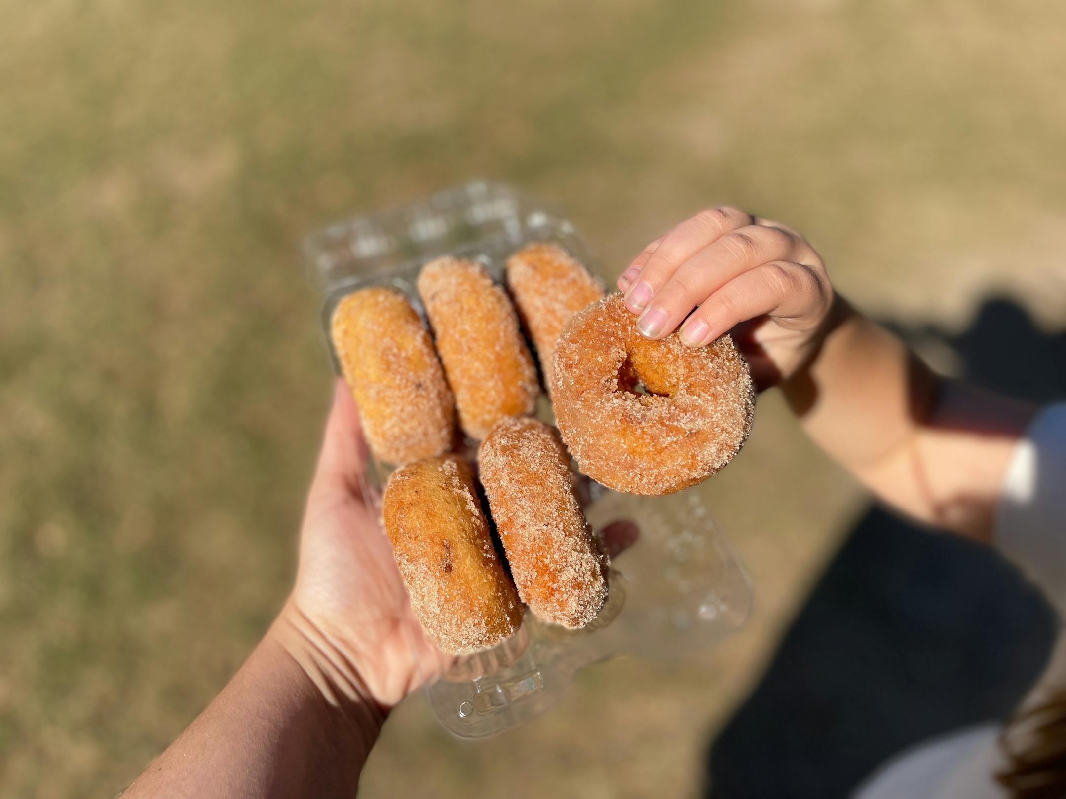 Aamodt's Apple Orchard apple cider doughnuts