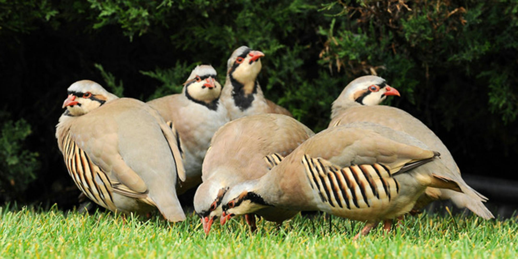 Chukars sometimes show up in Minnesota. Jim Williams photo