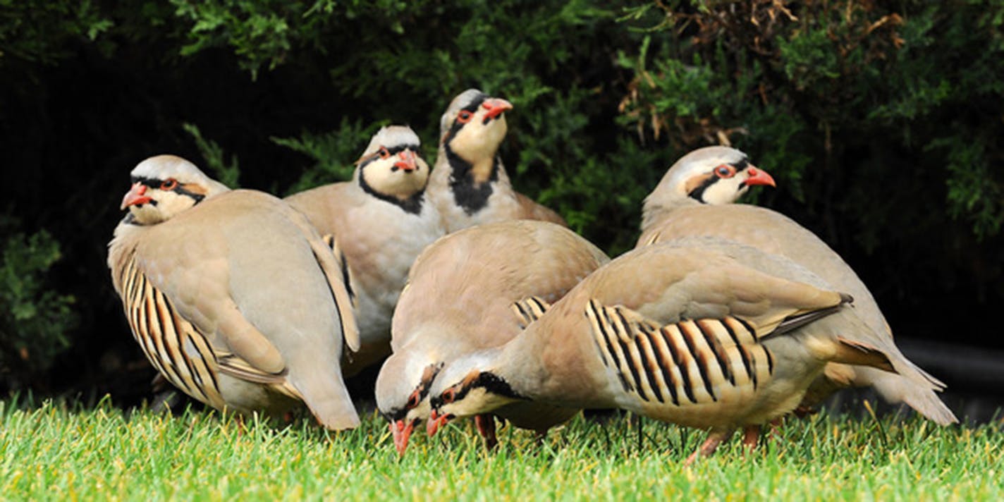 Chukars sometimes show up in Minnesota. Jim Williams photo