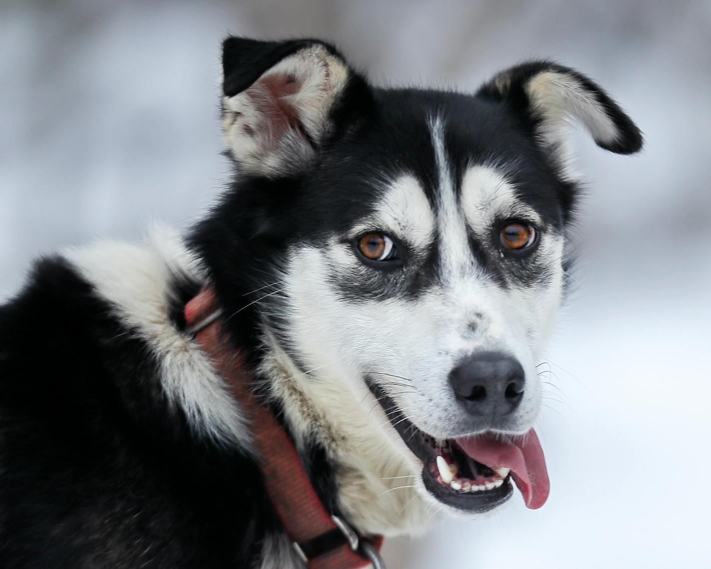 Shy Poke - Colleen Wallin, Silver Creek Sled Dogs, handicaps her gang line and tells us what makes her dogs tick. Advancer for Beargrease Sled Dog Race. ] BRIAN PETERSON � brian.peterson@startribune.com
Two Harbors, MN 12/18/2017