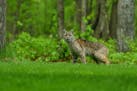 Mark Lewer captured a rare image of a bobcat in his backyard in Laporte, Minn. He snapped the photo at this time last year and the image appeared in t