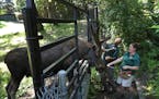 Grant, a bull moose orphaned along with his sister Marais in northern Minnesota five years ago, get s visit from zookeeper Amber Dunaway, front, and D