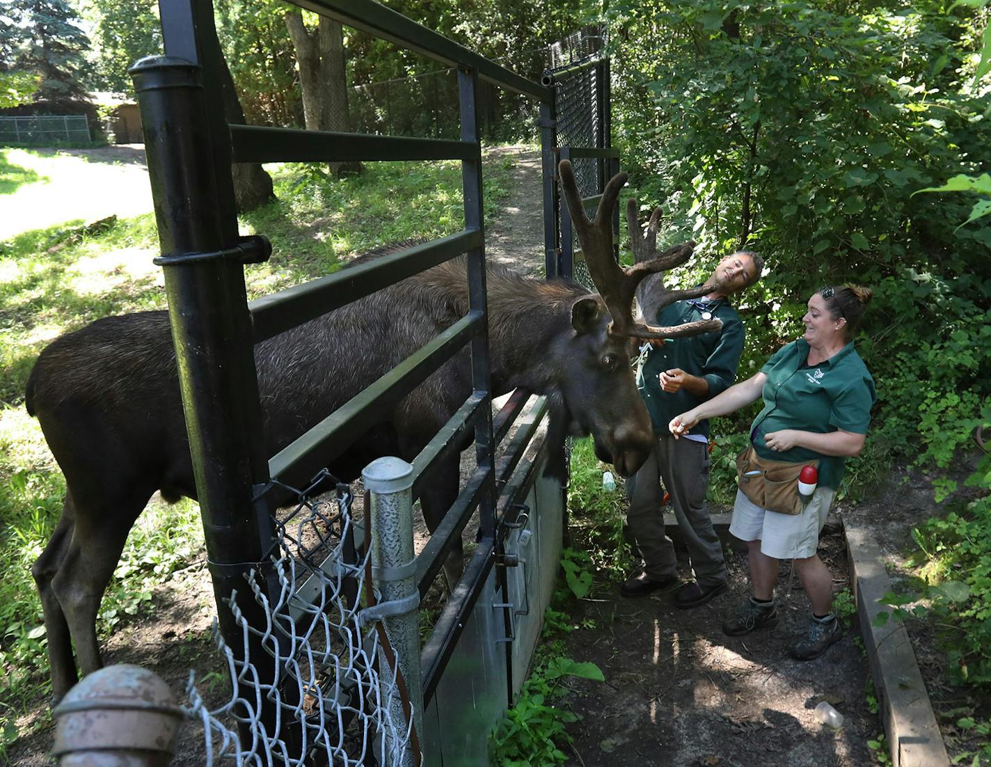 Grant, a bull moose orphaned along with his sister Marais in northern Minnesota five years ago, get s visit from zookeeper Amber Dunaway, front, and Dr. Carl Larson at the Minnesota Zoo in Apple Valley. The visit was part of regular enrichment where Grant got healthy treats and also a vet exam.