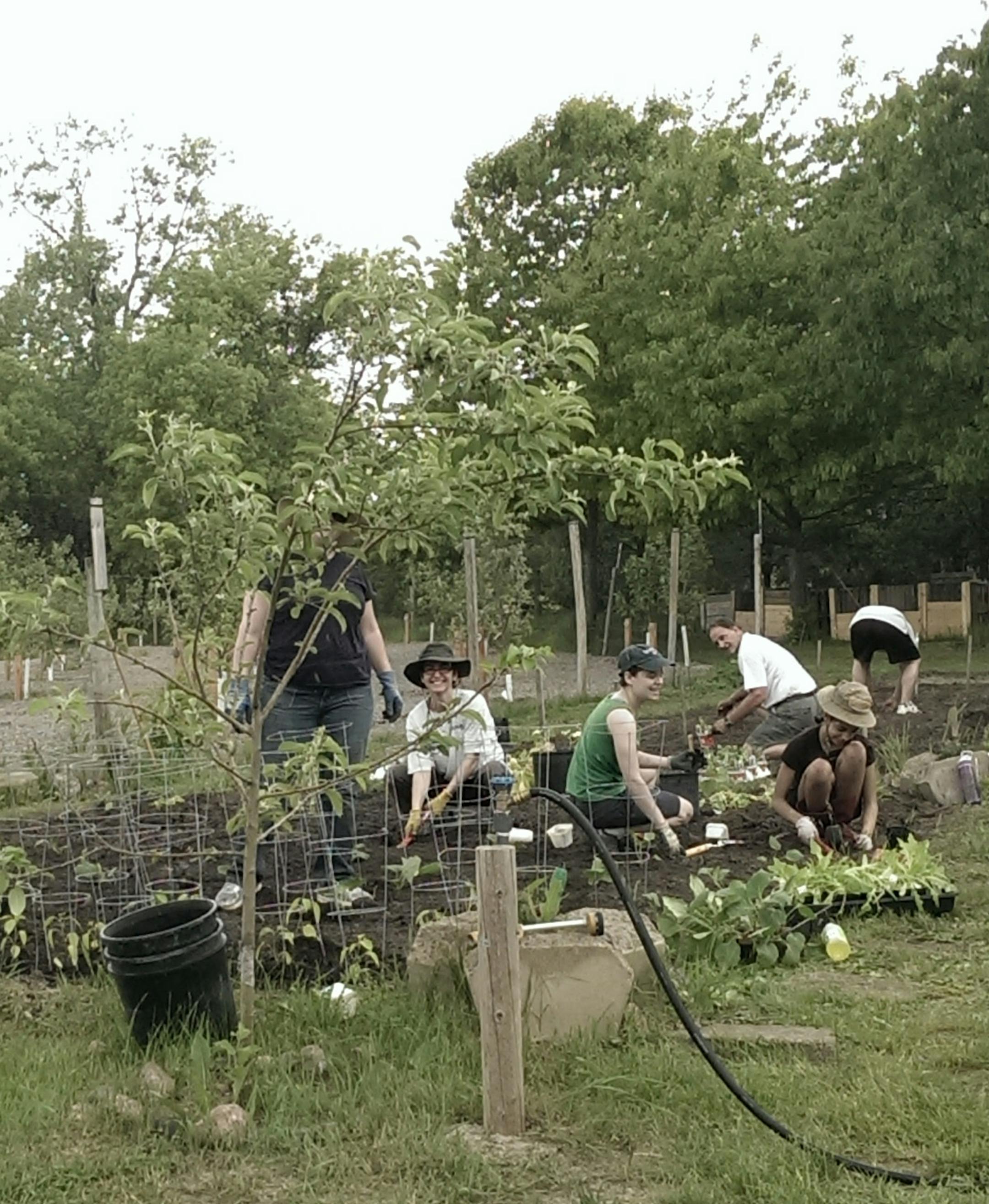Students from Metropolitan State University and Inver Hills Community College find a sense of community among the cucumbers as they do their parts in planting, weeding and ultimately harvesting and donating produce.