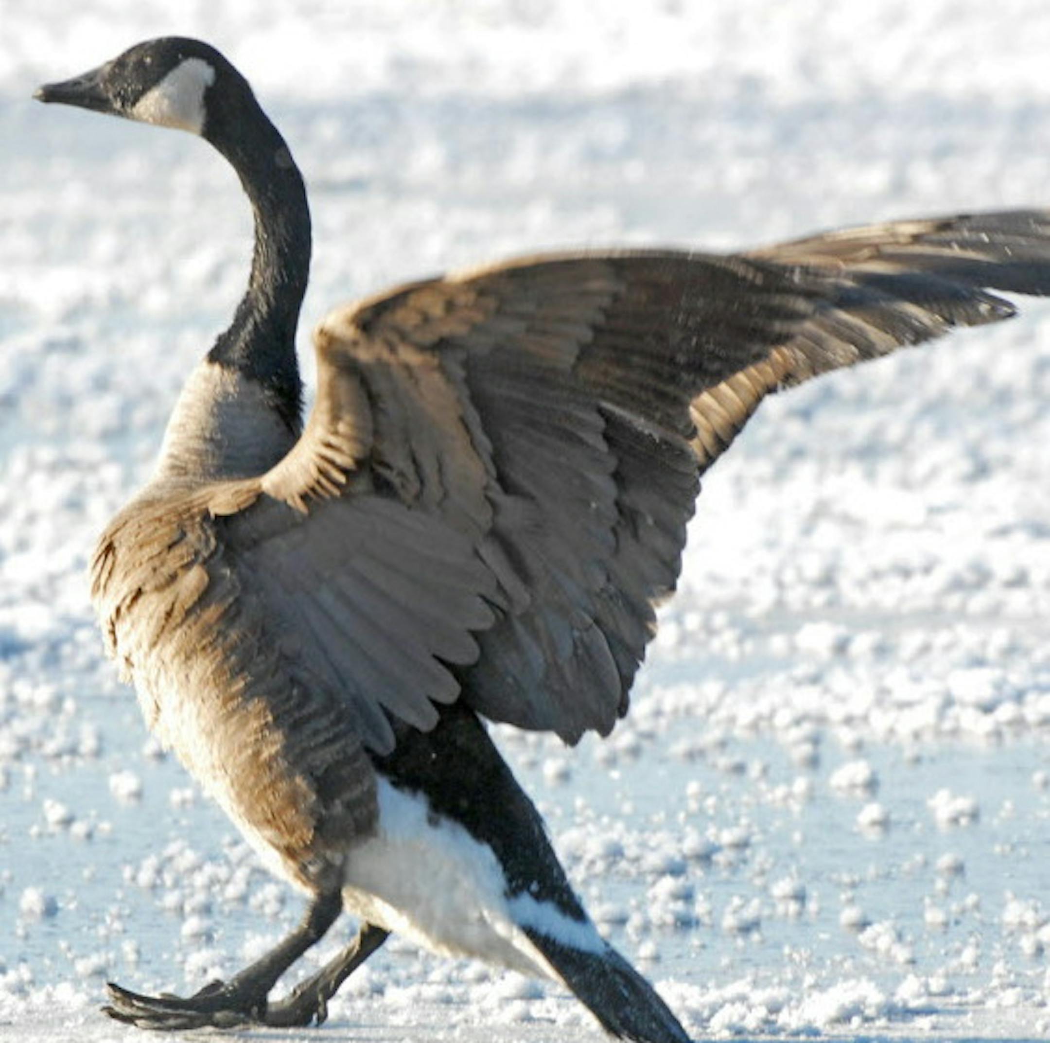 Attempting to land on ice isn't easy for any winged creature, no matter how often they have accomplished the feat. Here a honker puts its feet down as it approaches a small patch of open water in backwaters along the Minnesota-Wisconsin border.