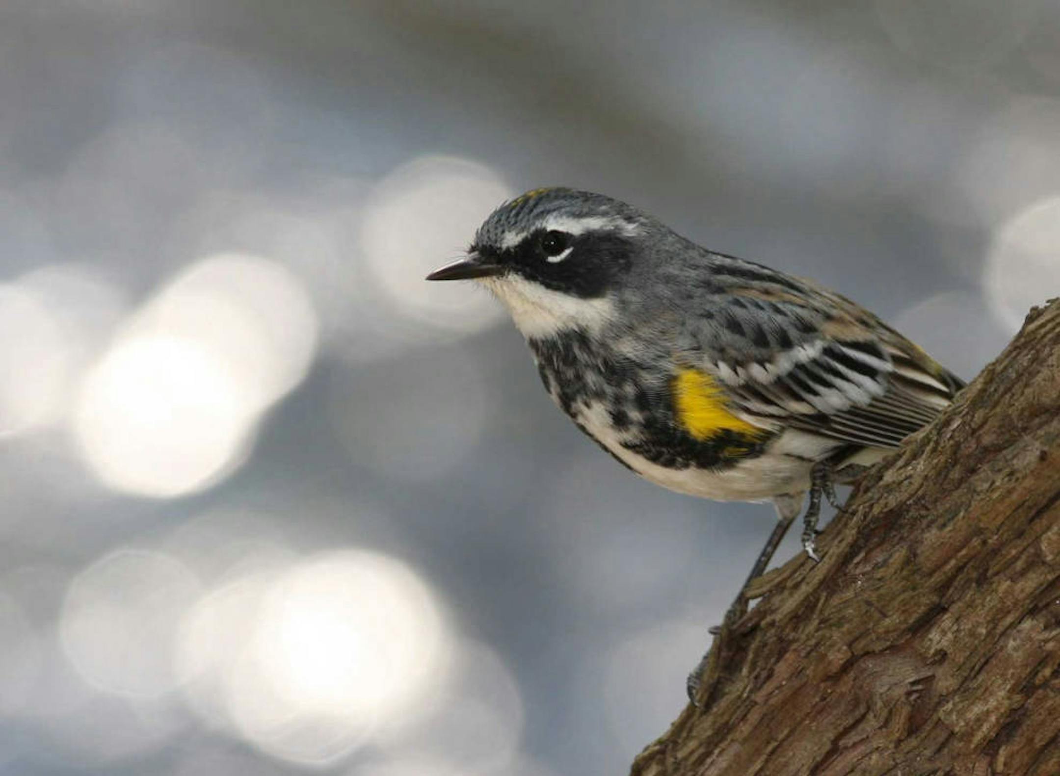 Yellow-rumped warbler