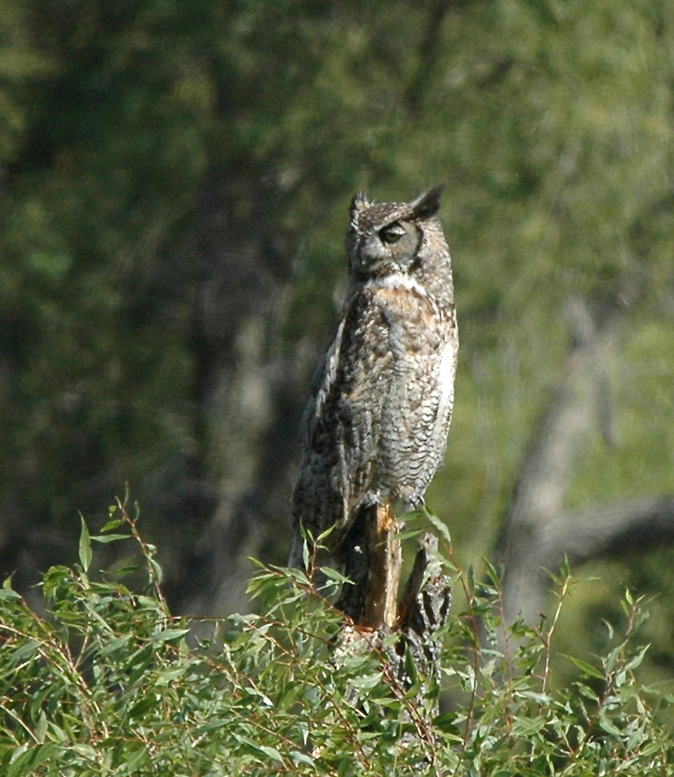 Great horned owl