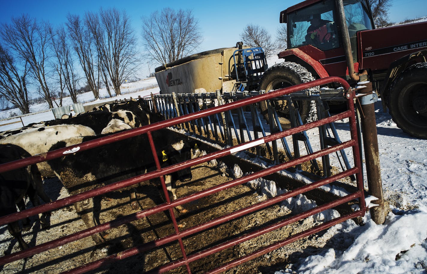 Blake Otte dumps some silage for the cows to eat.]The Otte family (Blake & Chicky) won "Minnesota Farm of the Year" for their Square Deal Dairy Farm in Dakota County.Richard Tsong-Taatarii/rtsong-taatarii@startribune.com