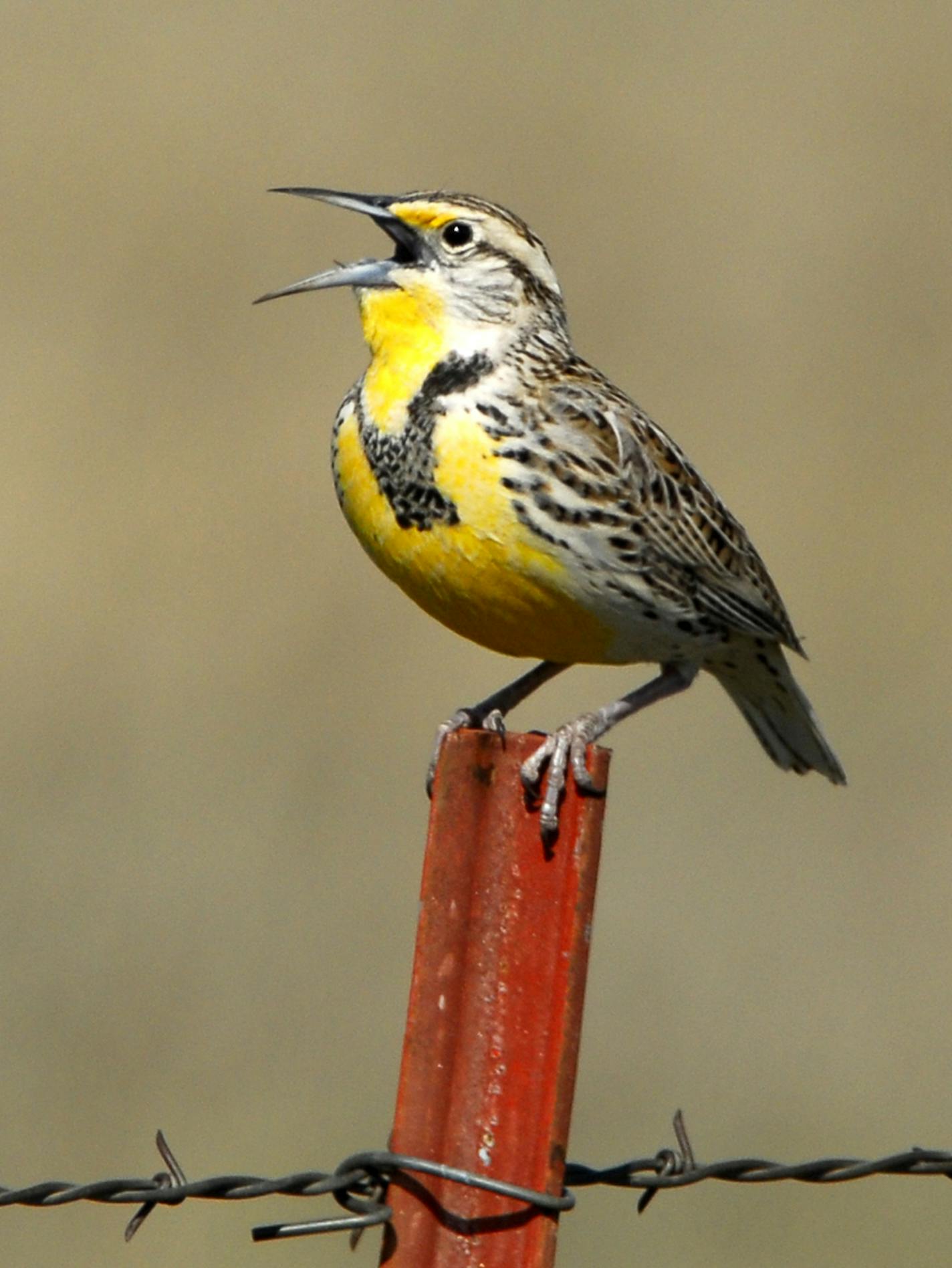 Photos by Jim Williams Once you hear a meadowlark&#xed;s song you will never forget its haunting beauty (www.allaboutbirds.org/guide/Eastern_Meadowlark/sounds).