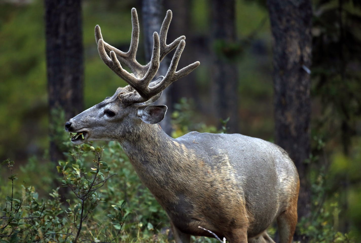 The Trophy Woods Ranch near Merrifield, Minn., included 102 deer, some mules, like the one above, and some white-tailed.