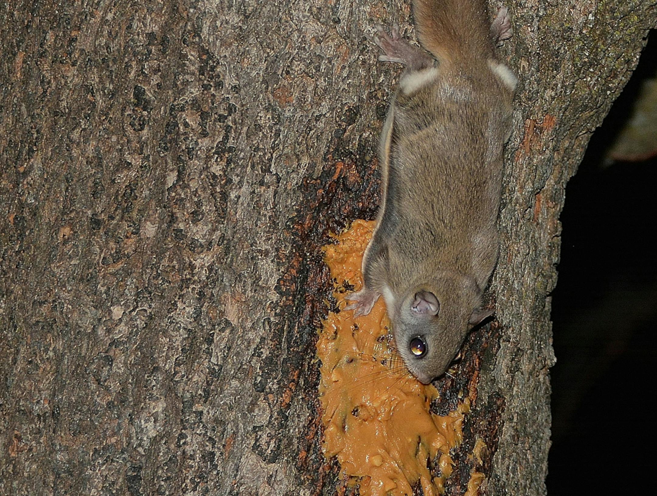 Flying squirrels turned out to be the night visitors lapping up Jay Wiflerís peanut butter. (Photo by Jay Wifler)