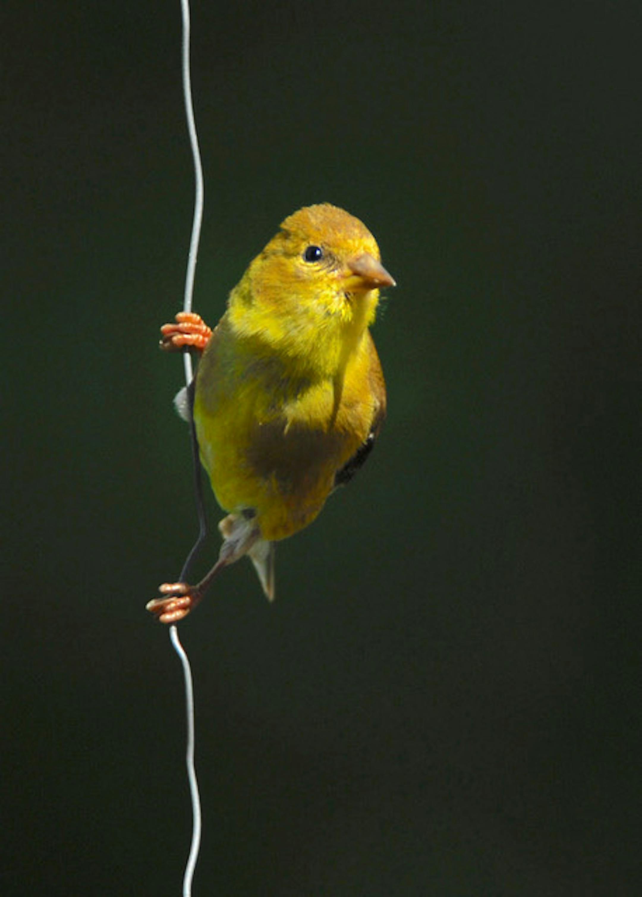 A juvenile goldfinch still needs to learn to be wary of cats.
Jim Williams photo