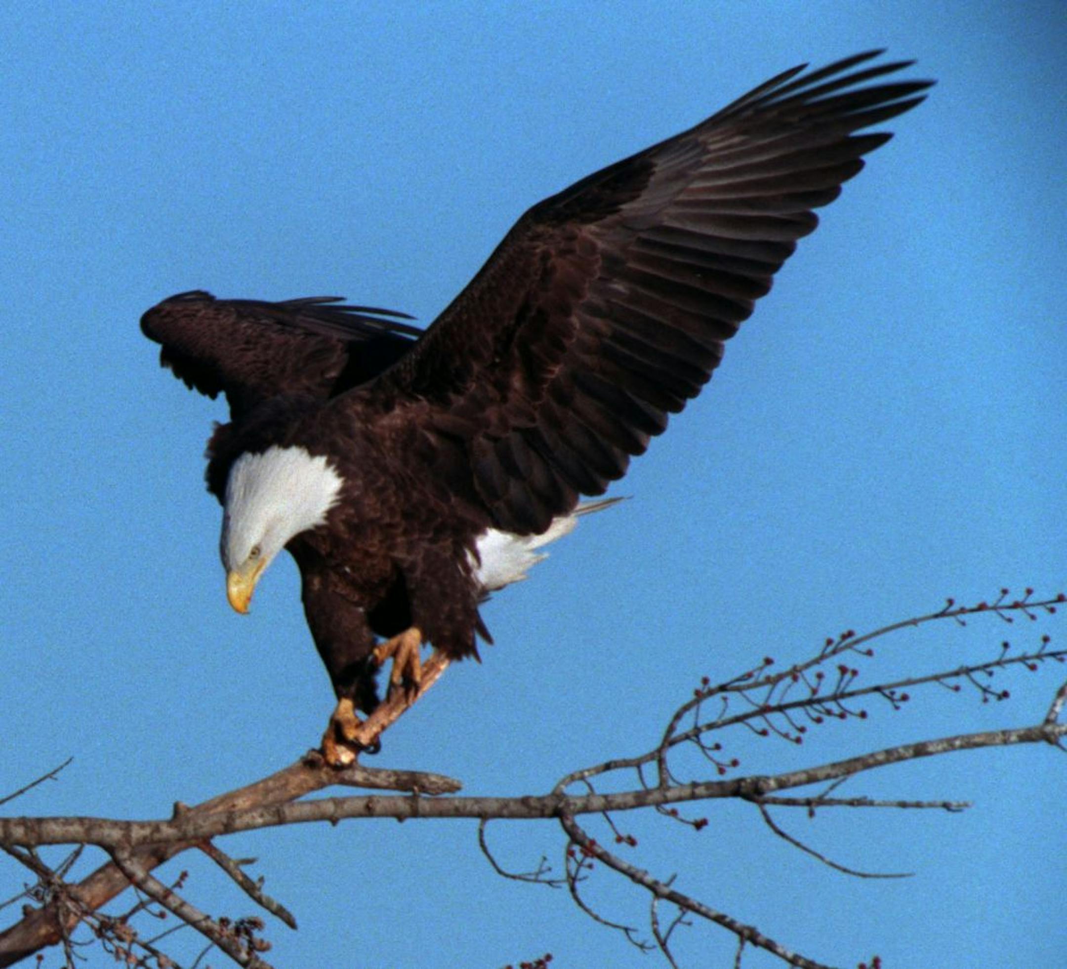 File -- Bald eagle