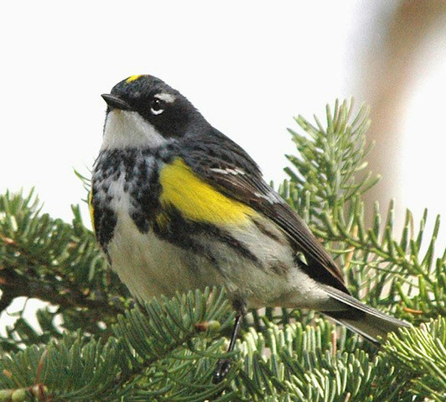 A yellow-rumped warbler. Jim Williams photo