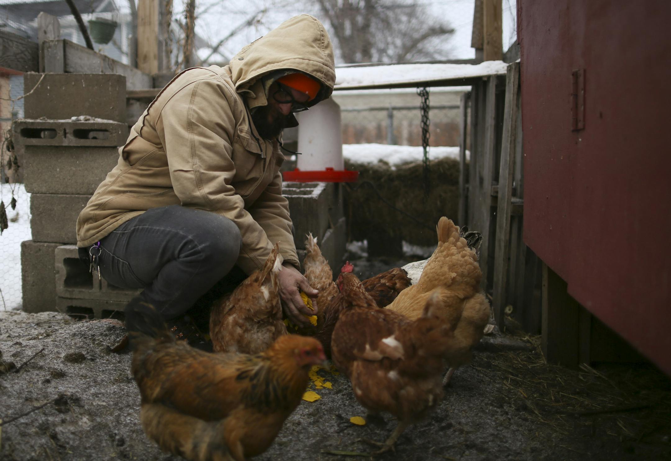 Rob Czernik fed his chickens a snack of some stale tortillas Monday afternoon. He runs a feed business as well as a consulting service for city folk who want to keep chickens. ] JEFF WHEELER ï jeff.wheeler@startribune.com Reptiles could soon be legal to have as pets in Minneapolis. It's just one of a long list of changes to the city's animal care and control codes coming to the council for a public hearing on Monday. Rob Czernik visited the chickens he keeps in a pen in the backyard of his