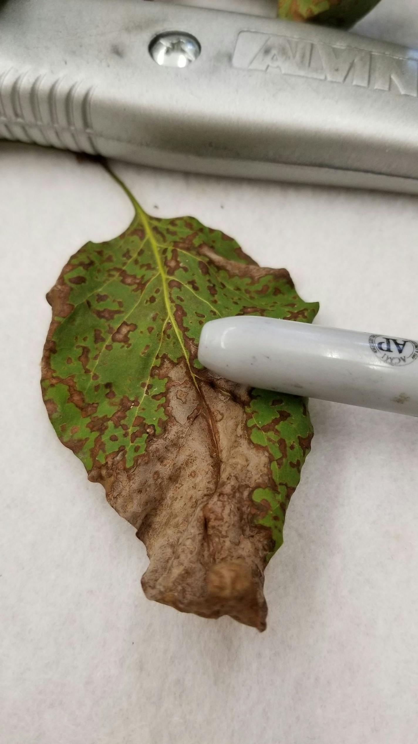 Grace Anderson/UMN Plant Disease Clinic Lilac leaf with Pseudocercospora fungal leaf spot.