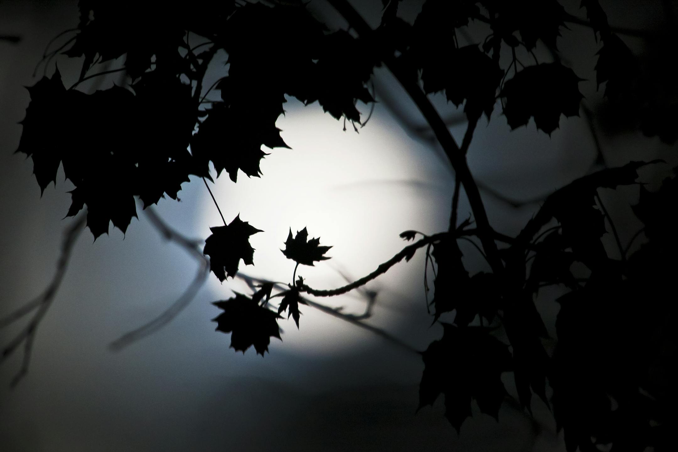 Maple leaves are silhouetted by the "supermoon" in Spring Lake Township, Mich., Sunday, May 6, 2012. The moon was the closest it will get to the Earth this year _ and appeared 14 percent larger because of that. At its peak it was about 221,802 miles from Earth. (AP Photo/The Grand Rapids Press, Cory Morse) ALL LOCAL TV OUT; LOCAL TV INTERNET OUT ORG XMIT: MIN2014080412031818