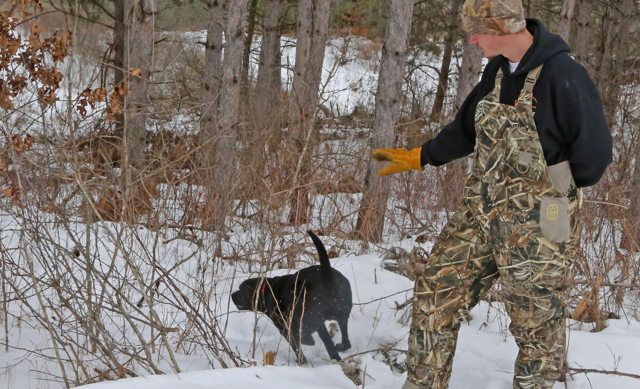 Trainer Josh Miller sends a student into the woods to find a deer antler Miller planted. Some deer are still carrying their antlers, or in some instances one side of them. But soon the highly sought after artifacts will be the objects of intense searches throughout Minnesota's woods and fields ó efforts increasingly aided by dogs.
