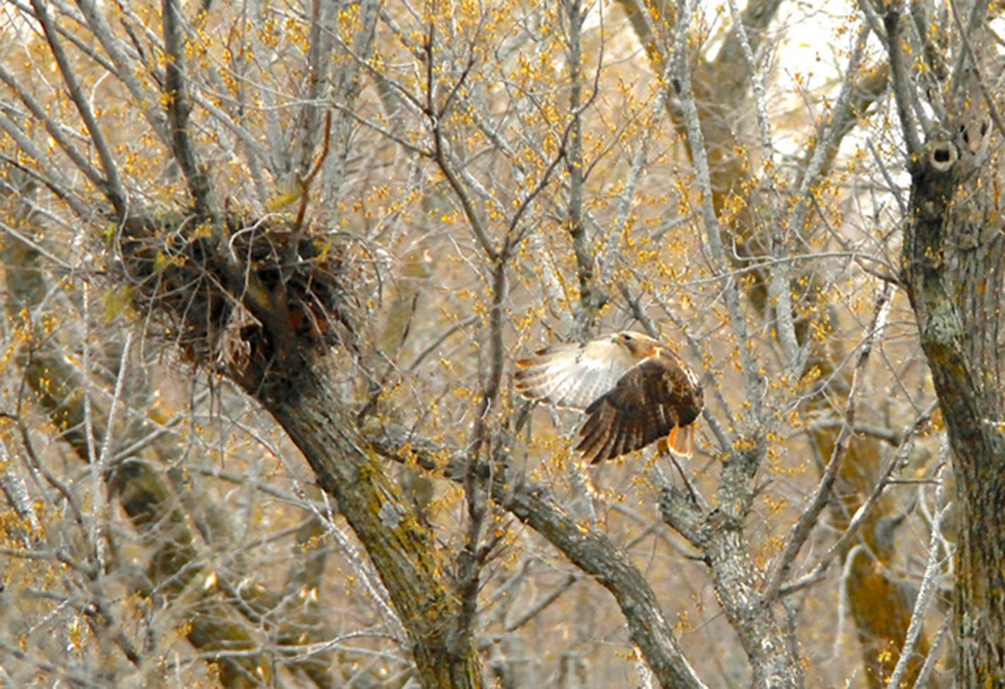 A red-tailed hawk returns to its nest.