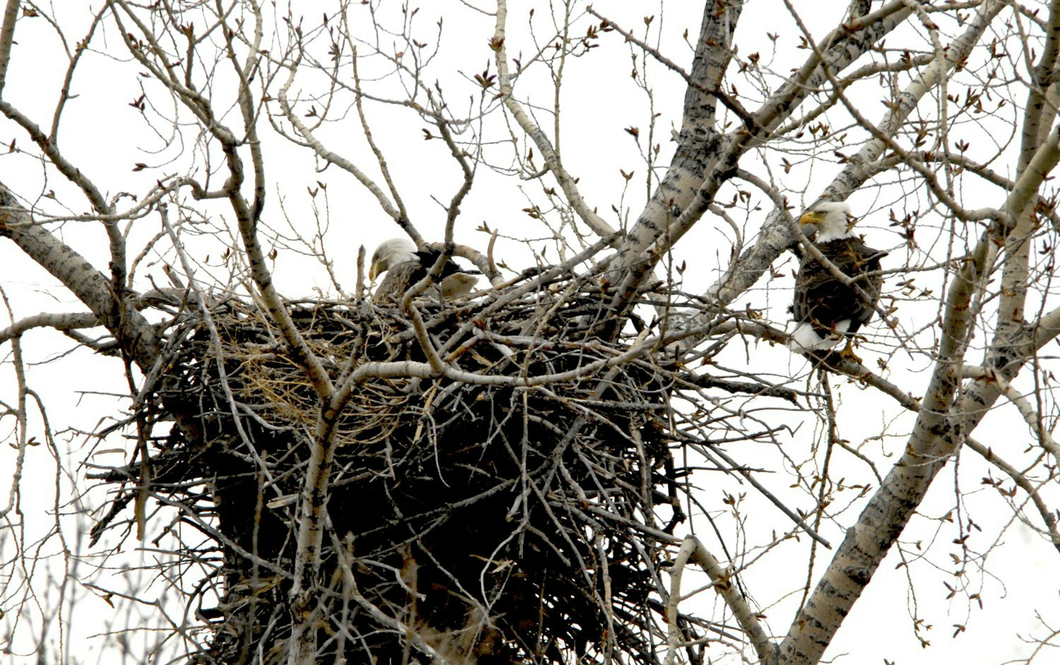 A bald eagle pair adds fresh sticks, evergreen twigs, grasses, moss and feathers to their old nest to get it ready for the current breeding season.
credit: Jim Williams