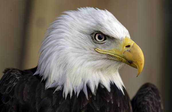 The bald eagle has been removed from Minnesota's list of endangered species.